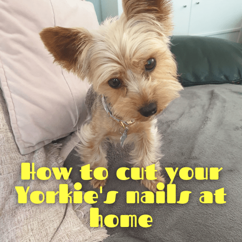 How to cut a Yorkie's nails at home Oh Mi Dog