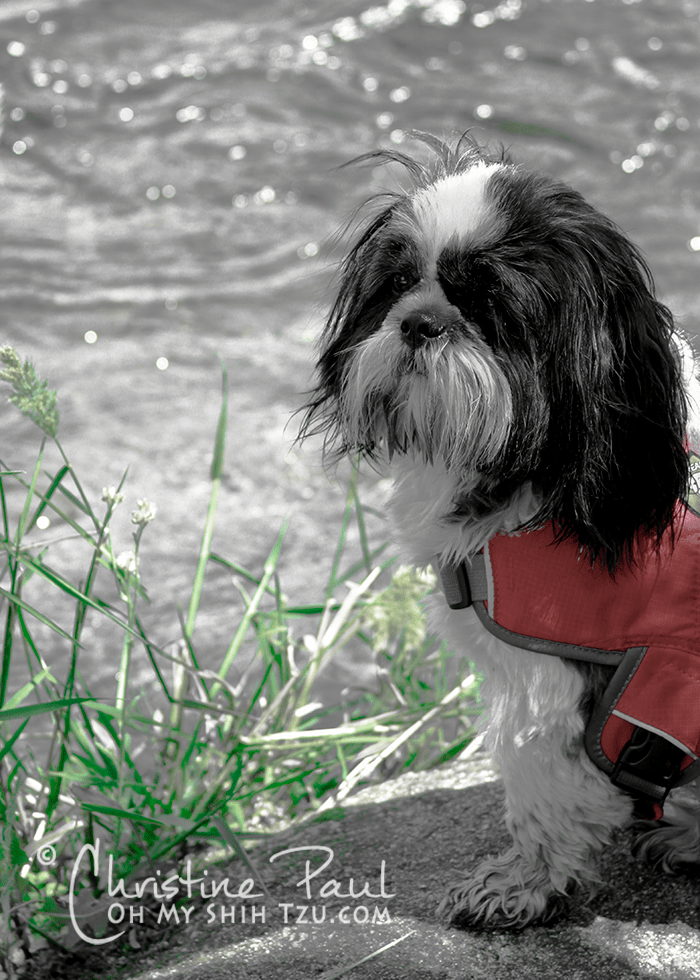 Not Every Disability is Visible... Oh My Shih Tzu