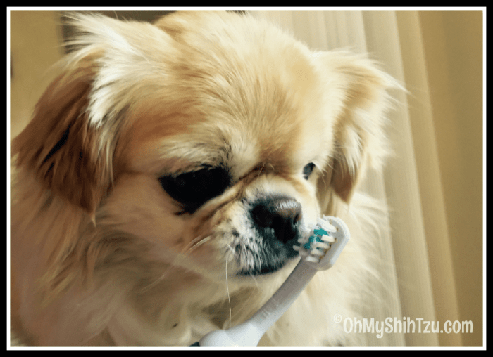 EmmiPet Ultrasonic Dog Toothbrush Oh My Shih Tzu