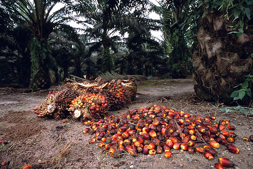 Crude Palm Oil Processing Oil Extraction Plants