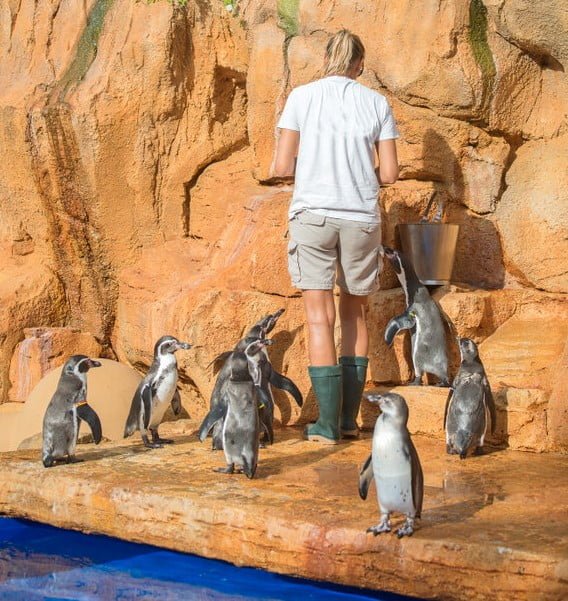 Safety Devices and Equipment for Lone Working Zoo Staff Ok Alone