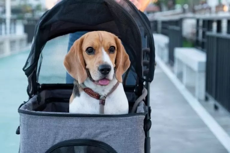 Excellent Strollers for Small & Large Dogs OK Easy Life