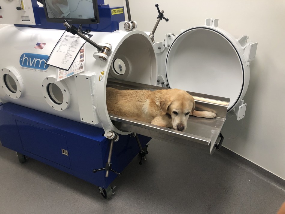 Hyperbaric Veterinary Medicine hyperbaric chamber Okomeds