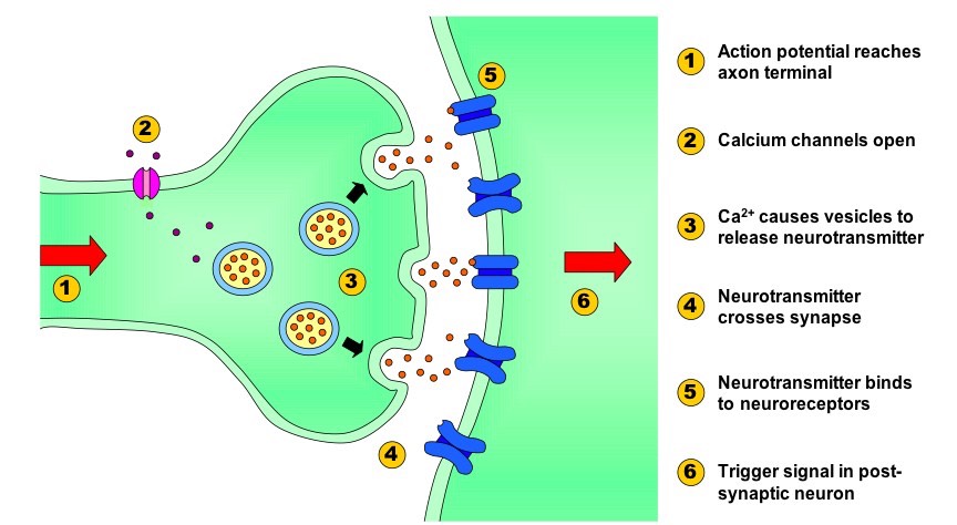 6.5 Nerves, Hormones and Homeostasis BioNinja