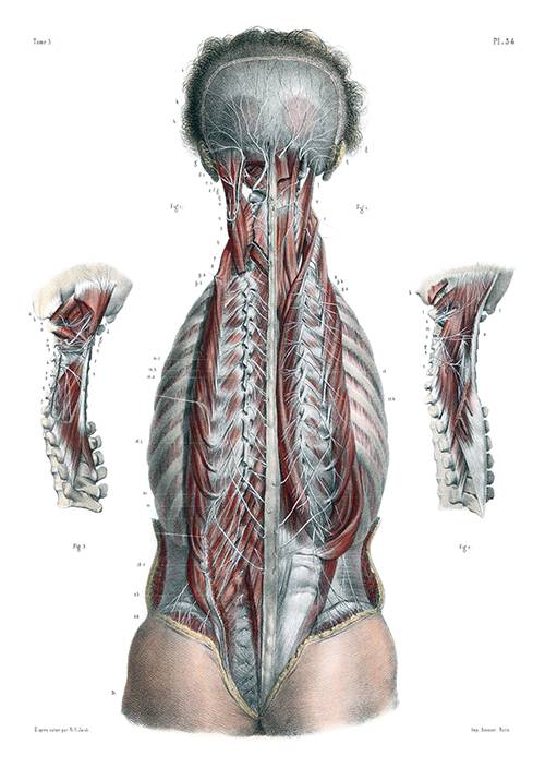 Deep Back Muscle Nerves Old Book Illustrations