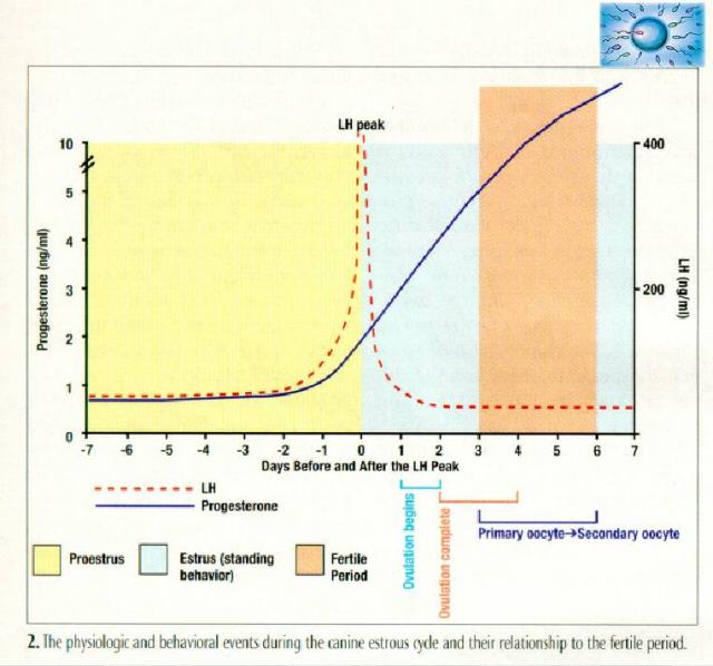 Canine Progesterone Levels Chart - Ponasa