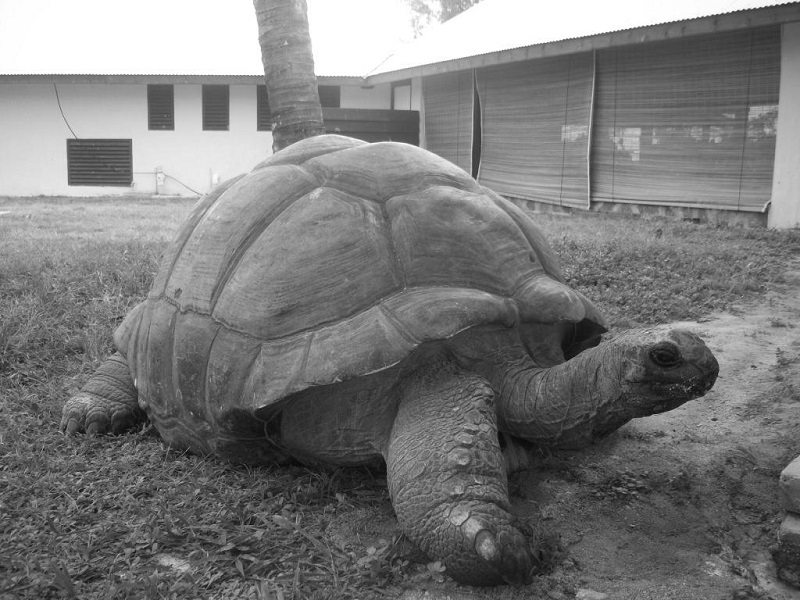 8 Oldest Tortoises in the World