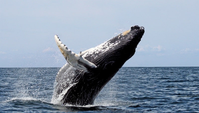 10 Oldest Whale Species in the World