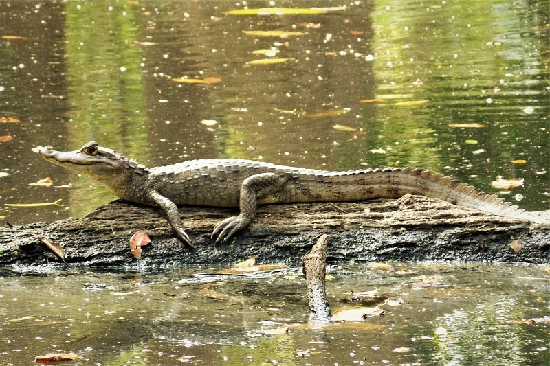 8 Oldest Reptiles in the World