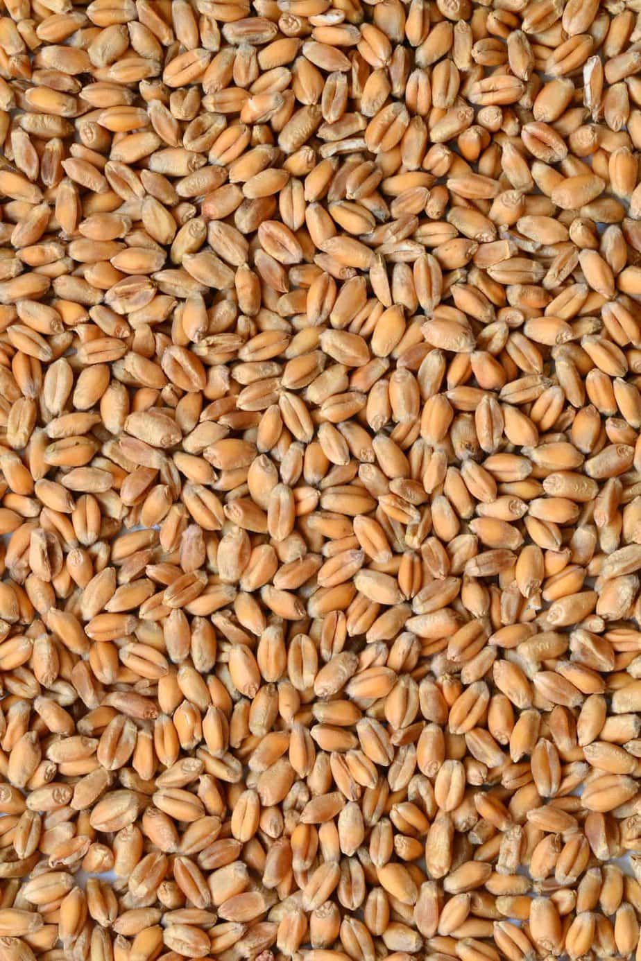 9 Oldest Grains in the World