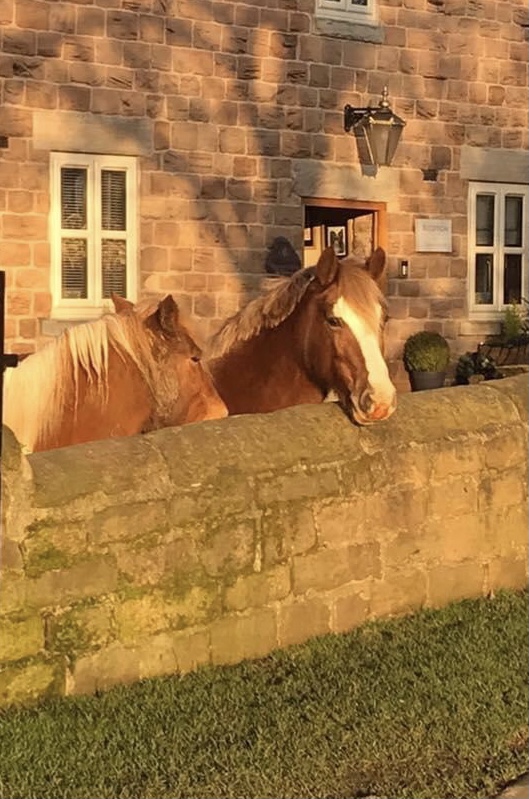 Equine Cremation Price List Old Flatts Farm Pet and Equine