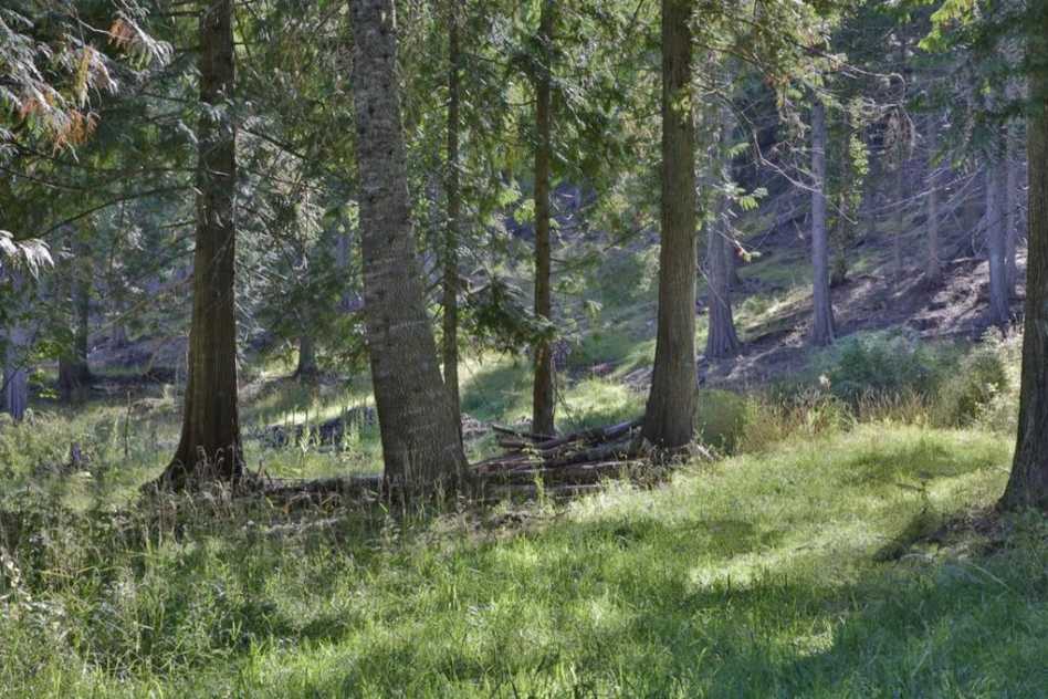 1914 Careywood, ID Old House Dreams