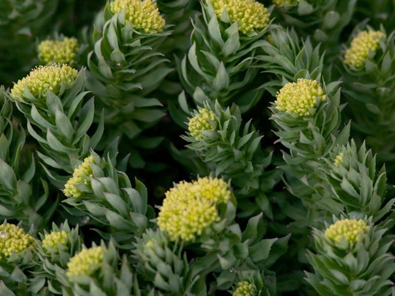 Rhodiola Benefits Treatment For Stress, Fatigue, & More Old School Labs