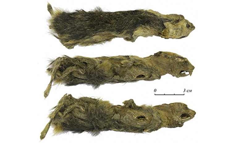 Una niña de 11 años encuentra la momia de un lemino de hace 41.000 años en Siberia y descubren que tiene un ‘pariente’ contemporáneo