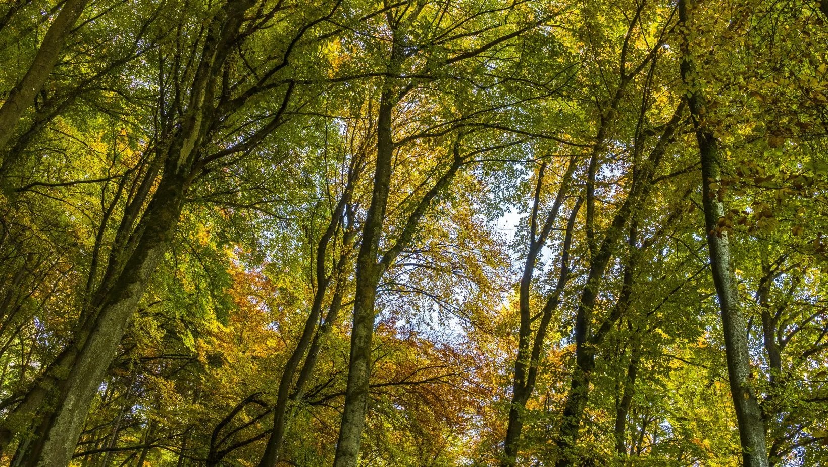 Discover the Unique Benefits of Working with Larch Wood Blog