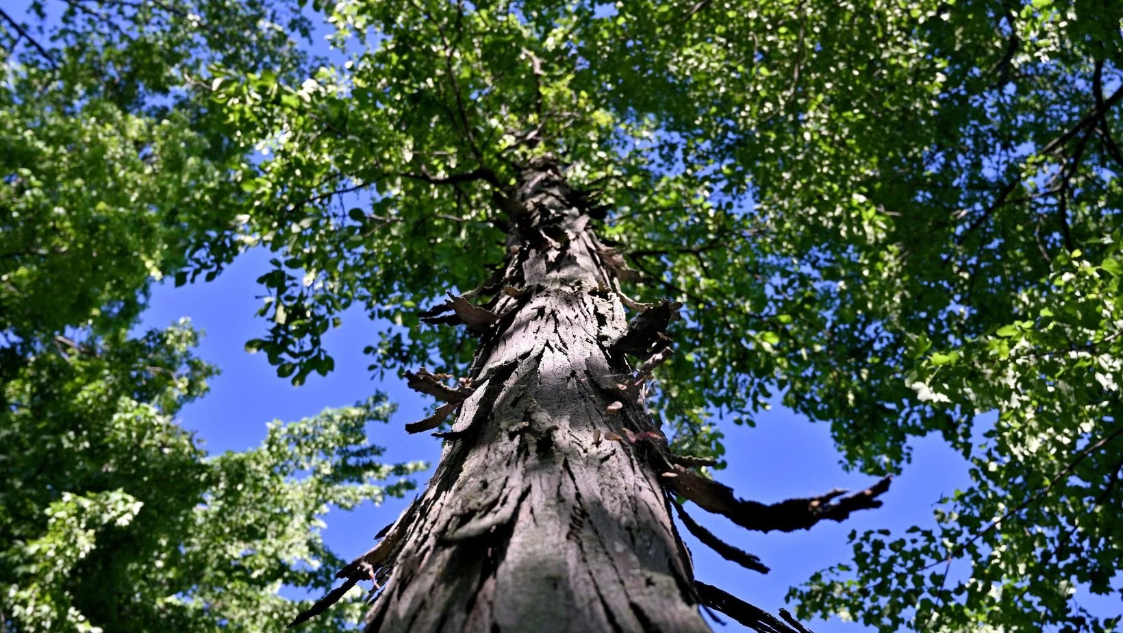 The Pros and Cons of Hickory Floors Old World Timber Blog