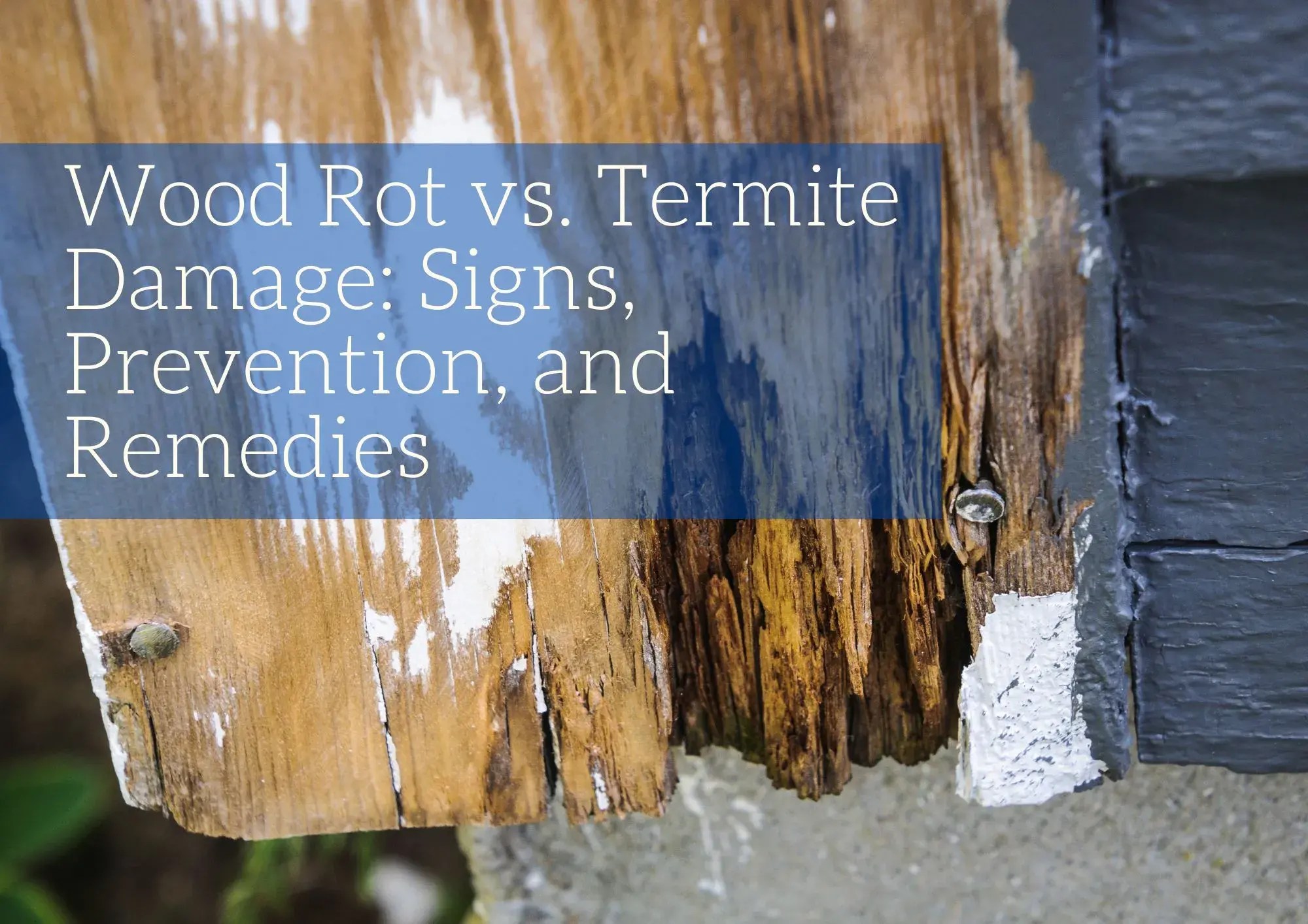 Wood Rot vs. Termite Damage Blog Old World Timber