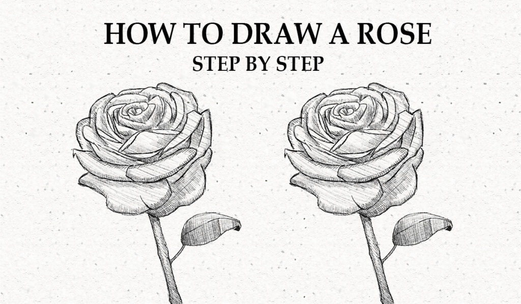 How to draw a realistic rose for beginners step by step