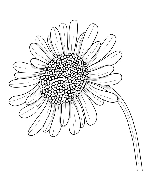 Draw a daisy flower with this mindblowingly simple tutorial