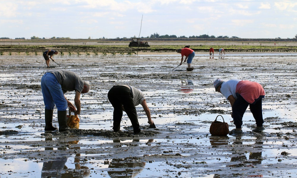 Pêche à pied des règles à respecter sur l'île d'Oléron