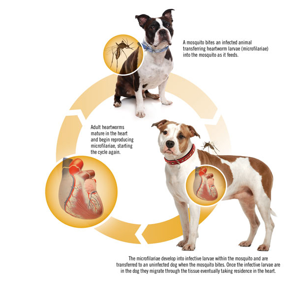 CANINE FLEA AND TICK BLEND Olia Essential Oils for Pets