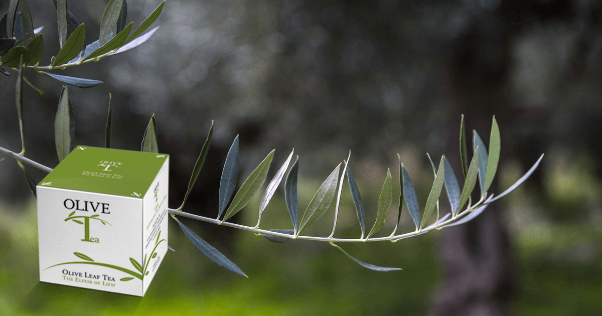 OLIVE LEAF TEA BENEFITS Olive Tea Source of Health