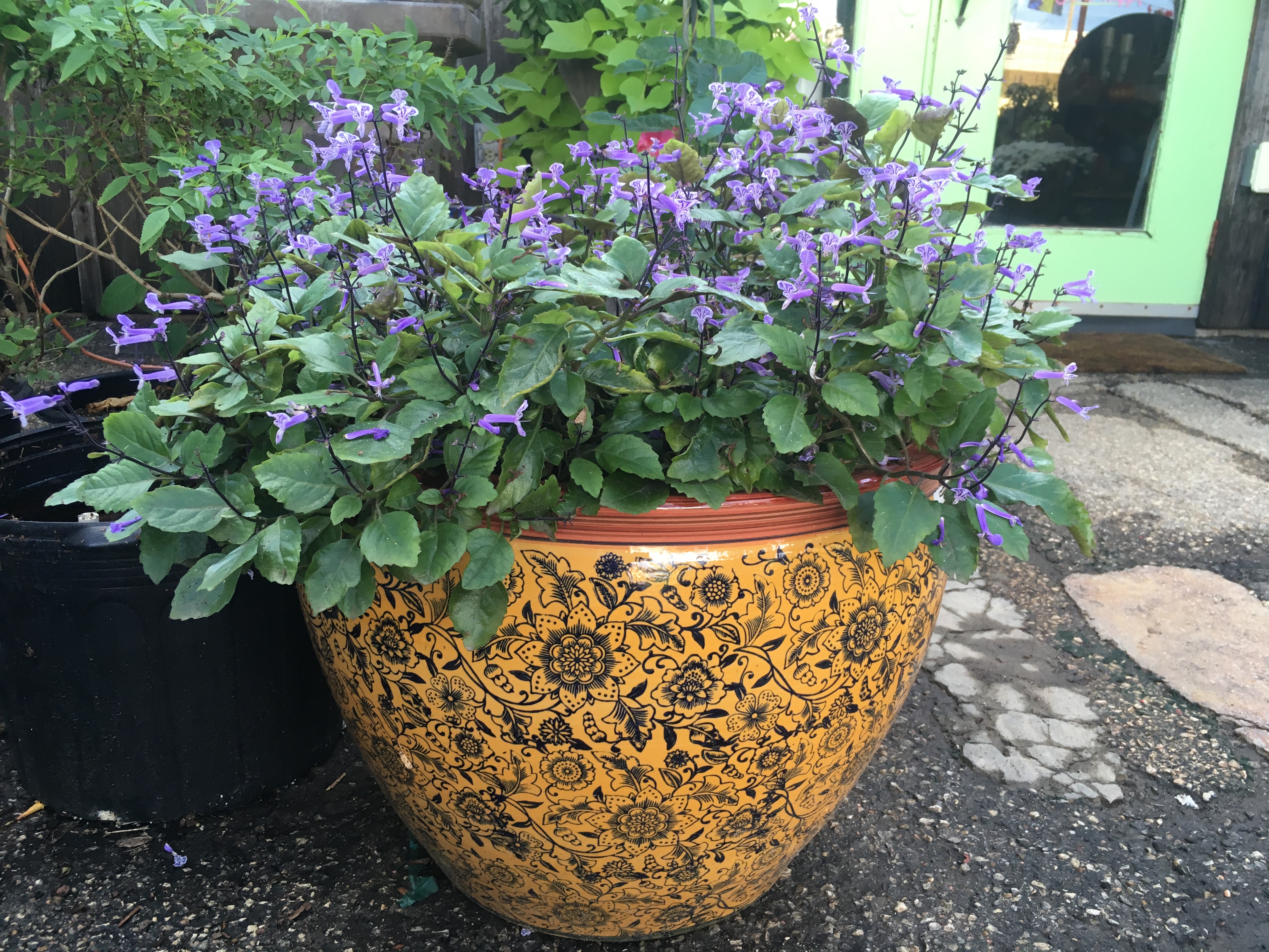 Outside Olive's Nursery San Angelo, Texas San Angelo Nursery, San Angelo Landscaping