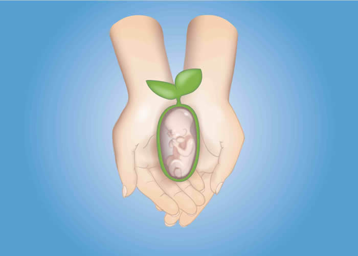 Getting Pregnant Olive Tree