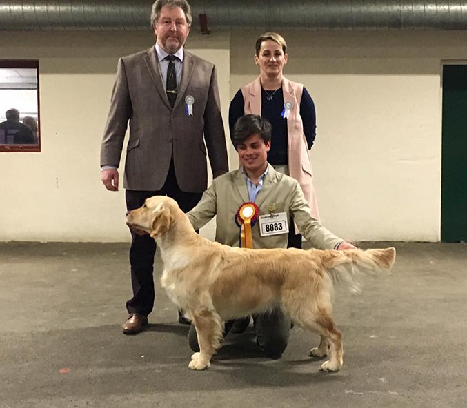 Manchester Championship Dog Show Olvinglay Golden Retriever