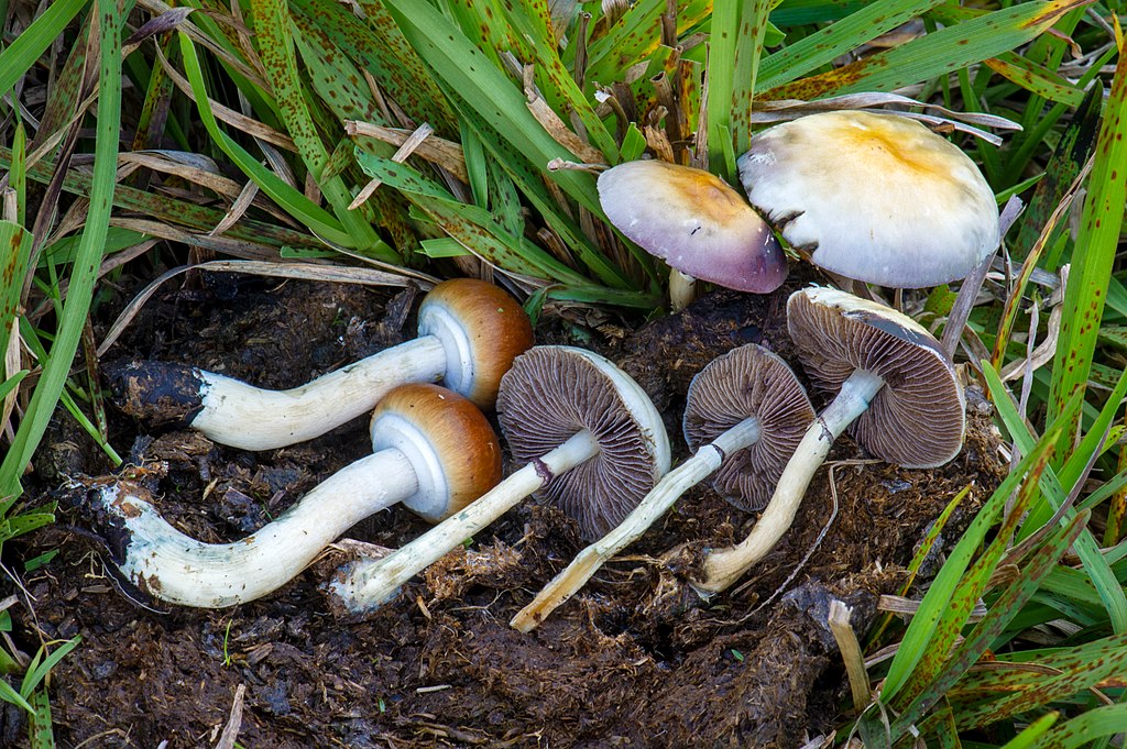 The Legality of Magic Mushrooms in California » Law Offices of Omar
