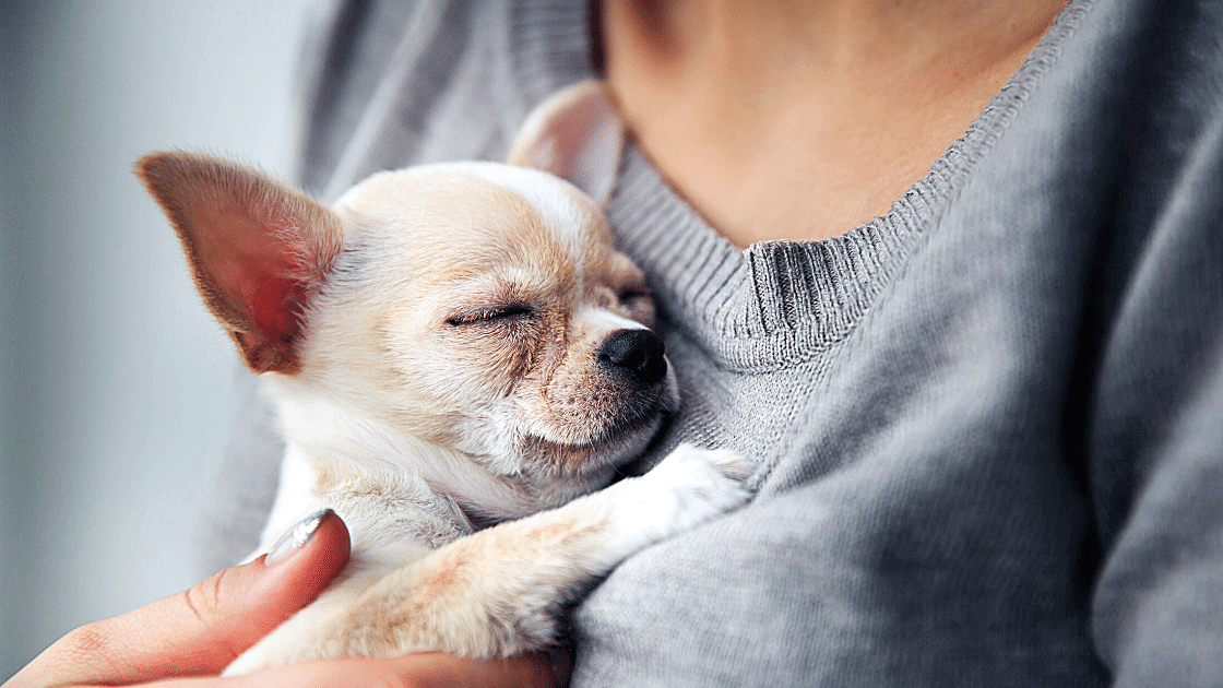 Blog News ProfissÃµes Como Cuidar de Cachorros e Gatos RecÃ©m Nascidos