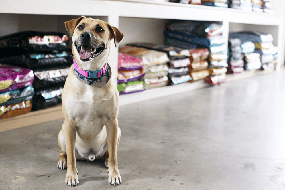 Knowledge Guide Quality Products at Pet Food Stores OmilightsConnecting World with the Power