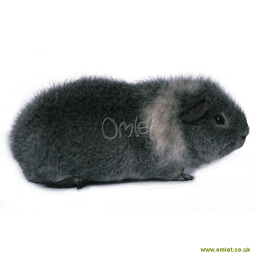 Rex Guinea Pigs Rex For Sale Guinea Pig Breeds