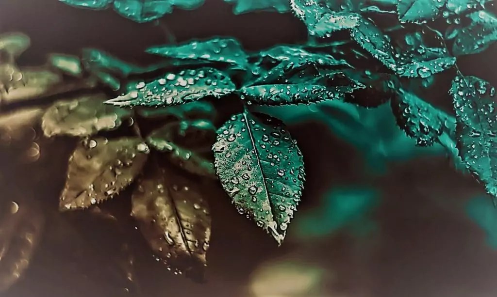 How to Lower Humidity in Grow Tent