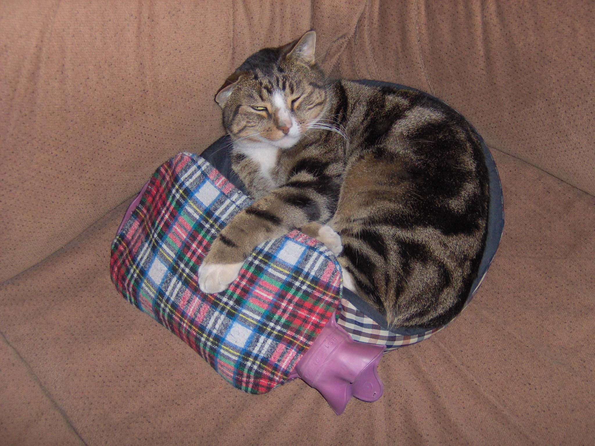 The ultimate list of 28 best cat cafes around the world