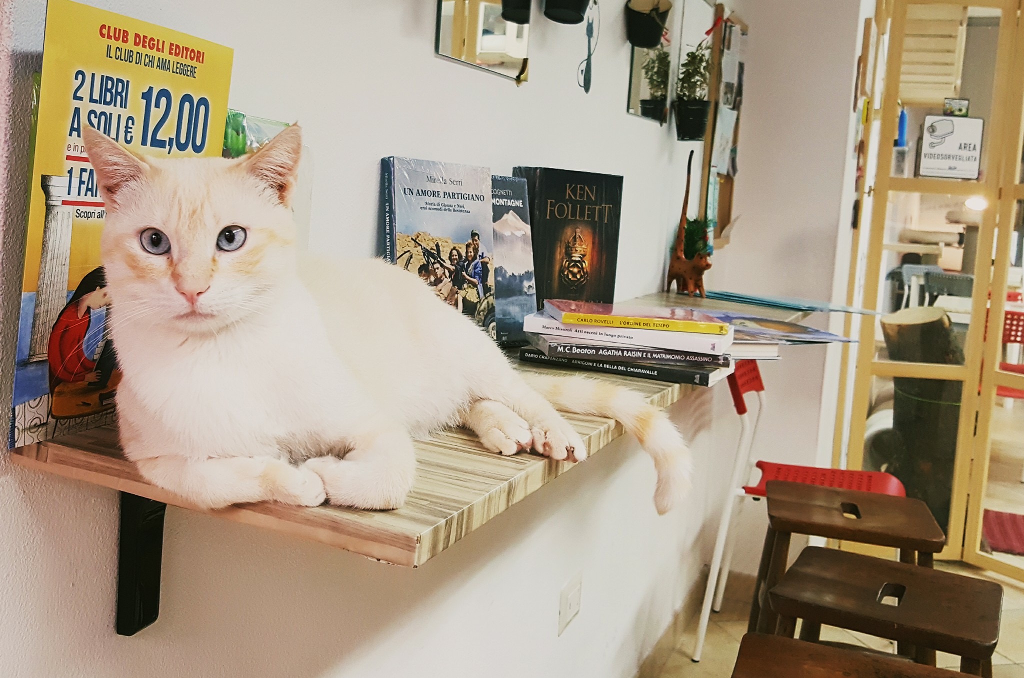 The ultimate list of 28 best cat cafes around the world