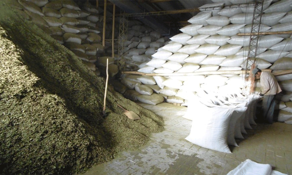Nueva forma de secar la yerba facilitaría su exportación ON24