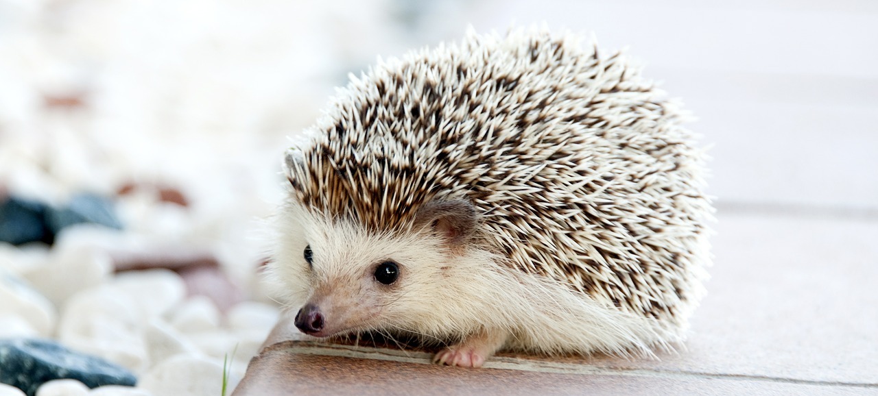 IGeL sind nicht nur niedliche Tierchen, sondern auch Individuelle