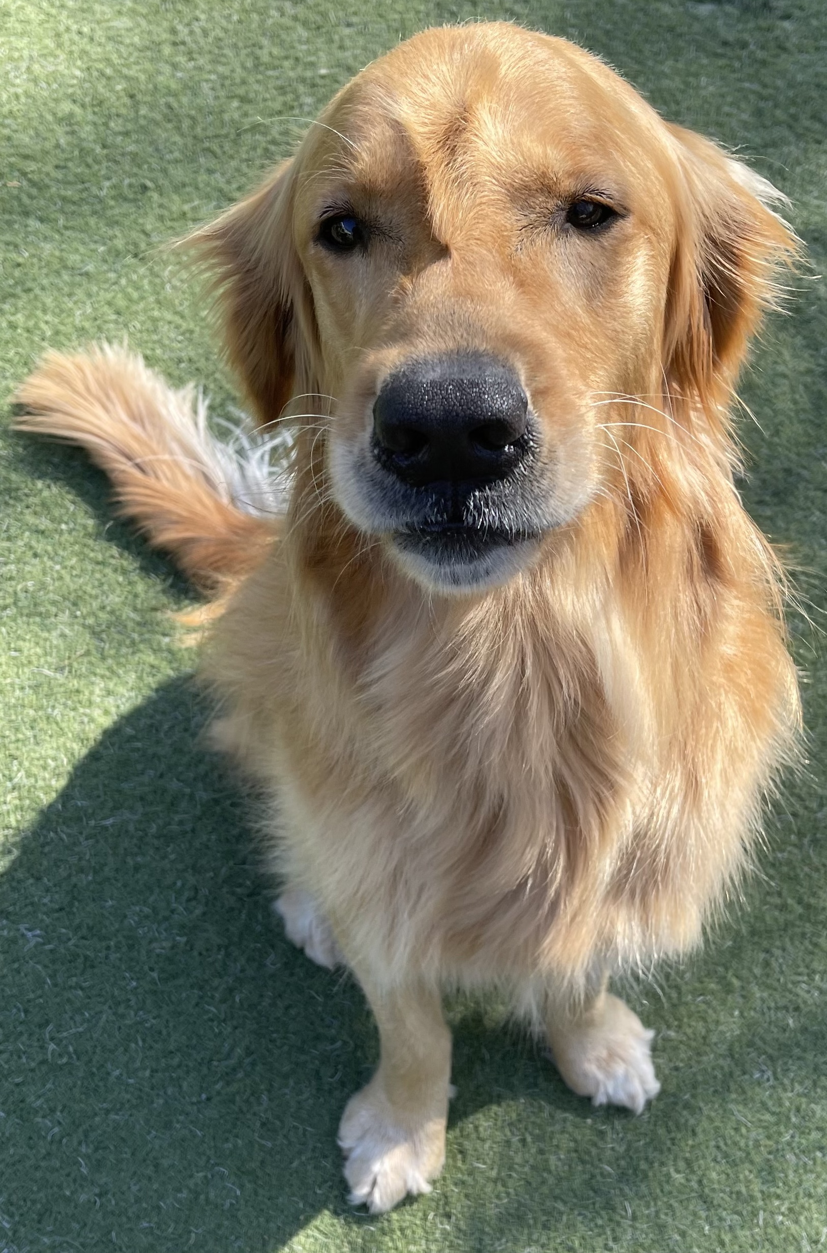 Contact Us On Cloud 9 Pet Daycare & Boarding in King VA