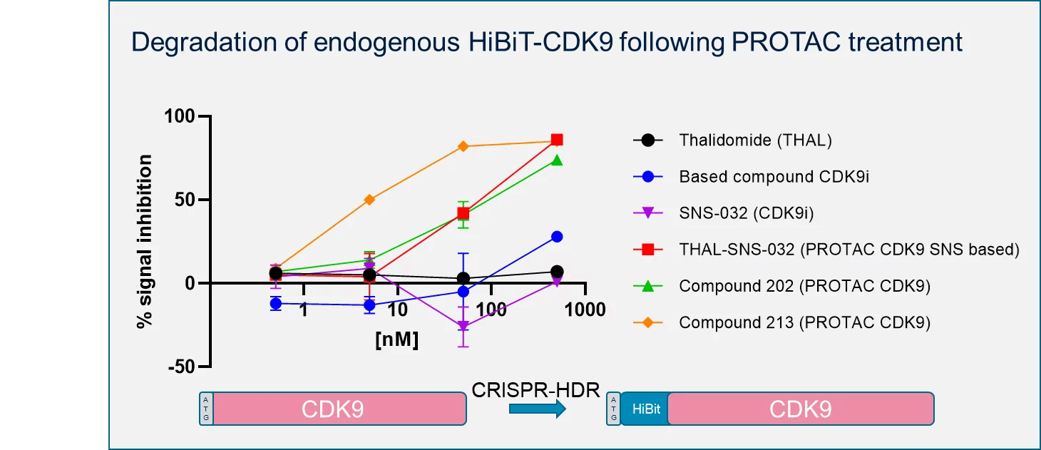 Cellbased assays Drug Discovery CRO services