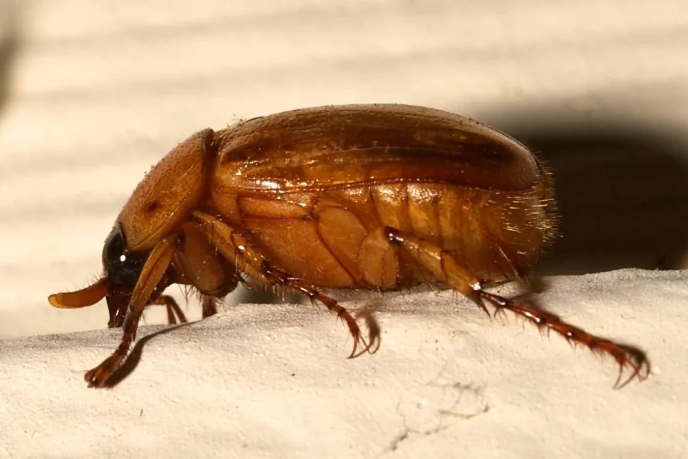 Why they called June Bug