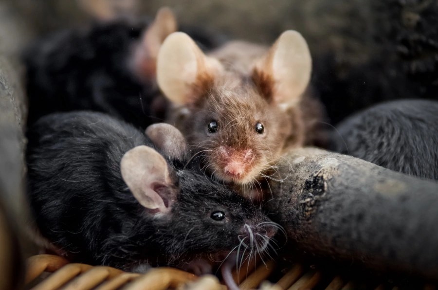 How To Get Rid Of Rats A Complete Guide On Demand Pest Tips