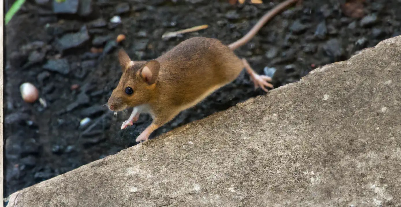 Do Mice Come Out During the Day? On Demand Pest Control
