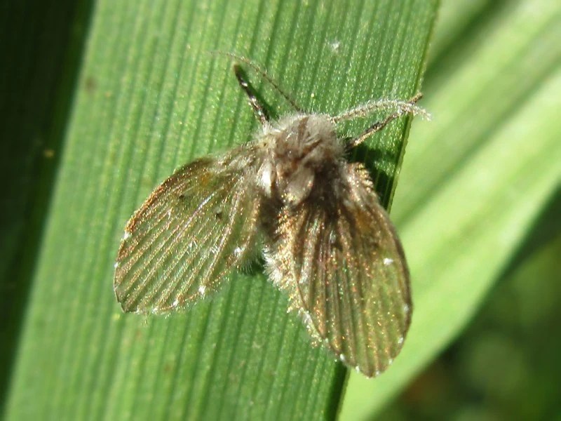 Are Drain Flies Harmful or Dangerous? On Demand Pest Control