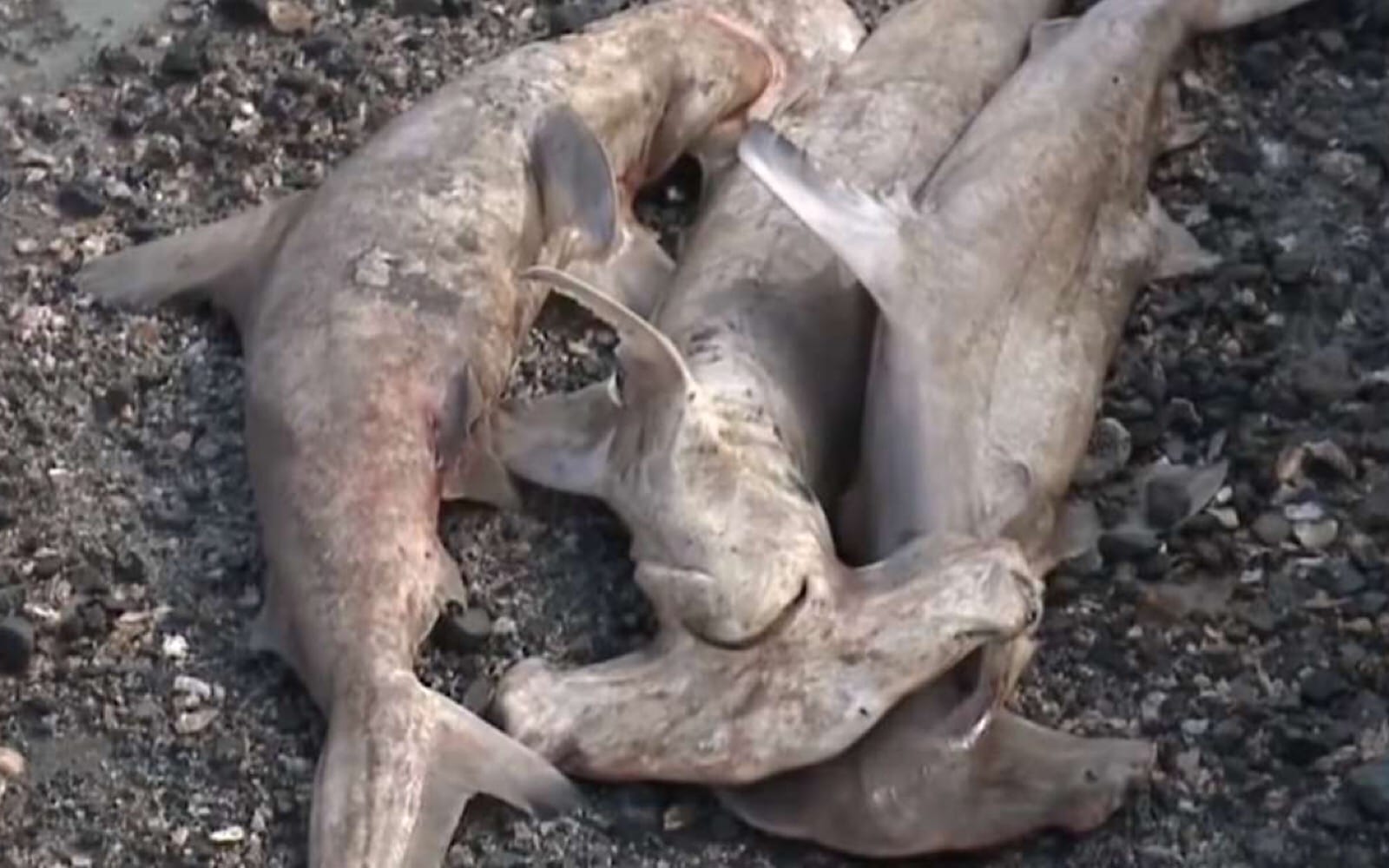 Rhinos Are Nearing Extinction – Stop South Africa From Legalizing the Horn Trade [PETITION]