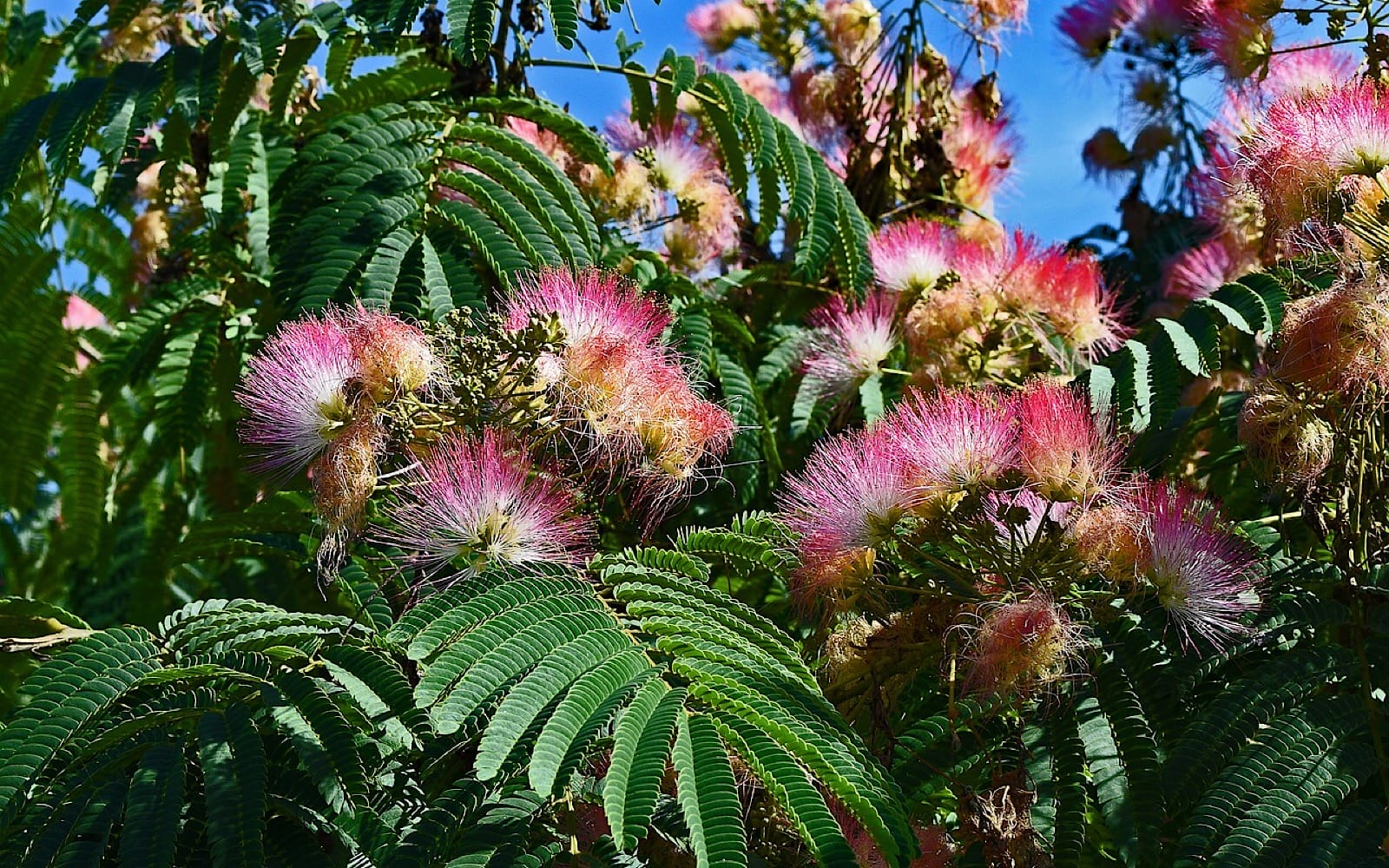 Persian Silk Tree atelieryuwa.ciao.jp