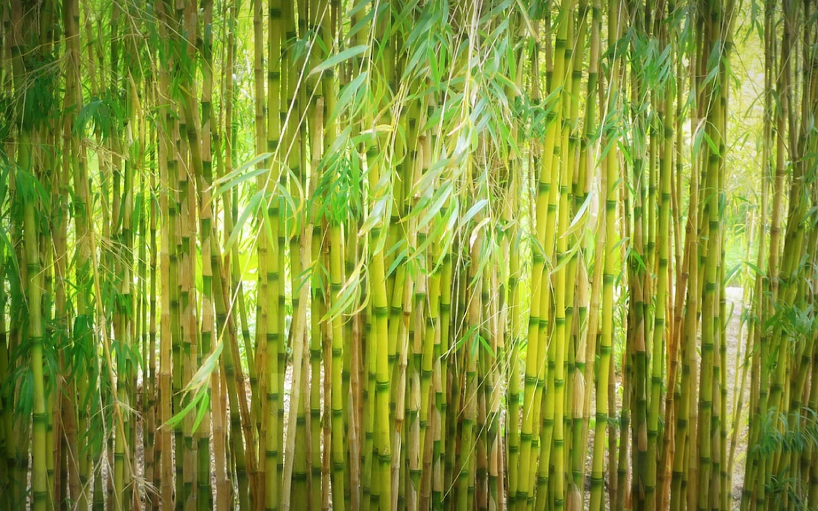 Can Dogs Eat Bamboo Shoots