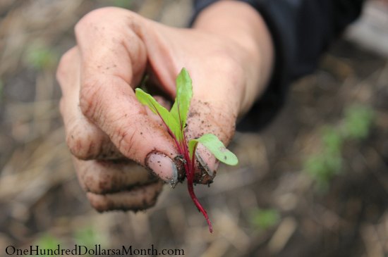 Fall Vegetable Gardening Planting Peas and Thinning Beets One