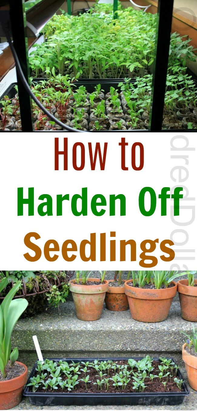 How to Harden Off Seedlings One Hundred Dollars a Month