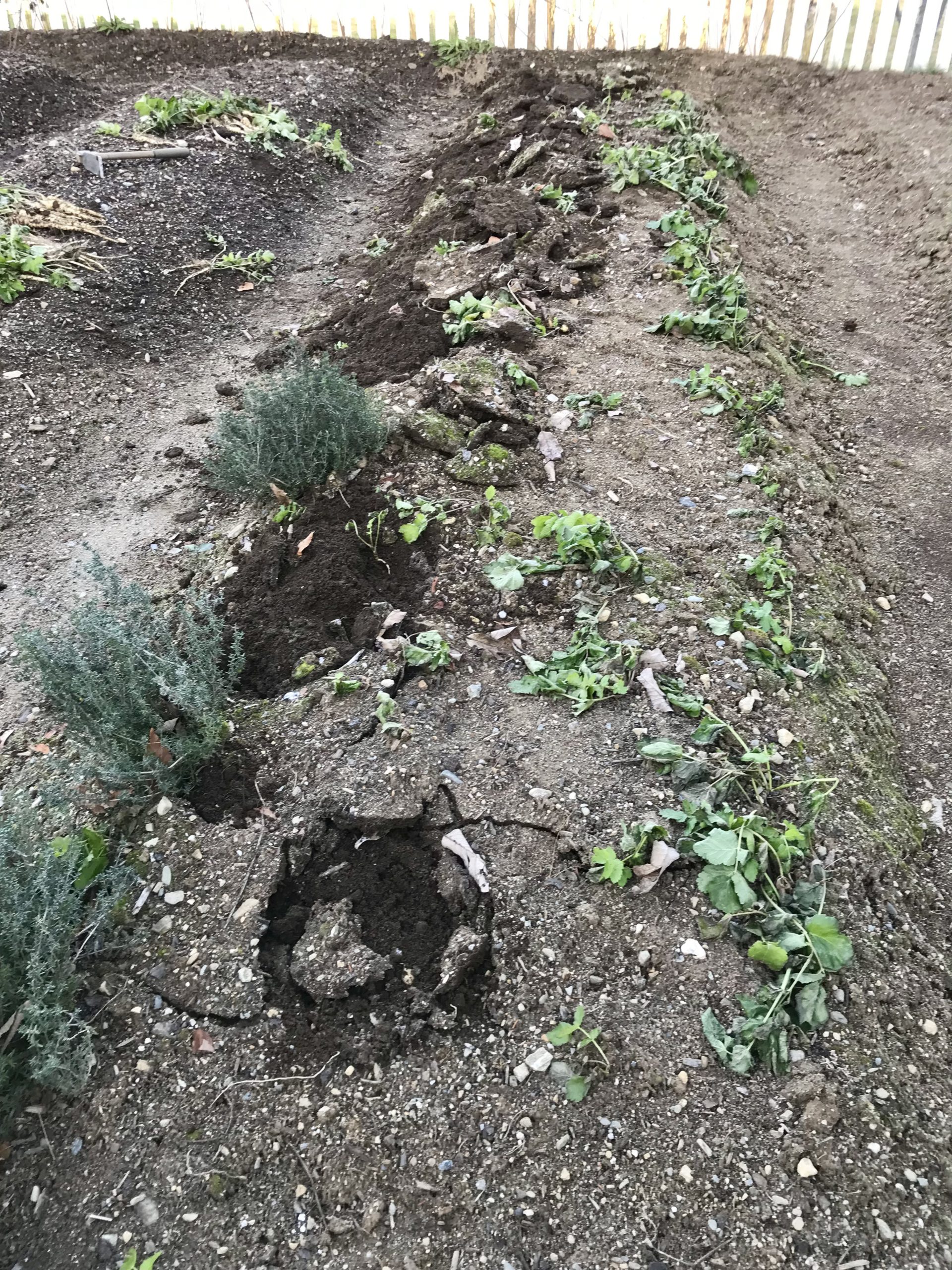 harvesting-parsnips-one-hundred-dollars-a-month
